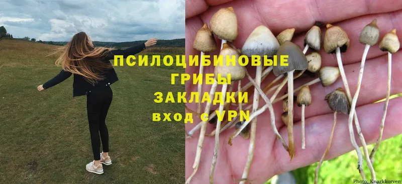 Псилоцибиновые грибы Psilocybine cubensis  Кохма 